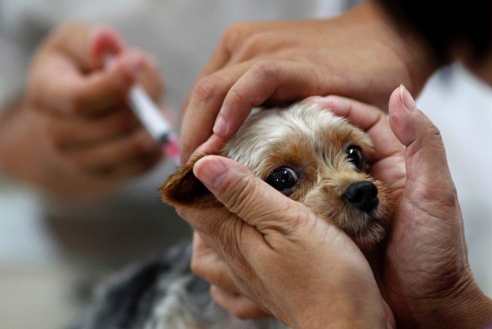 Distrito de Graciosa recebe ação de imunização antirrábica para cães e gatos nesta sexta-feira 10/07