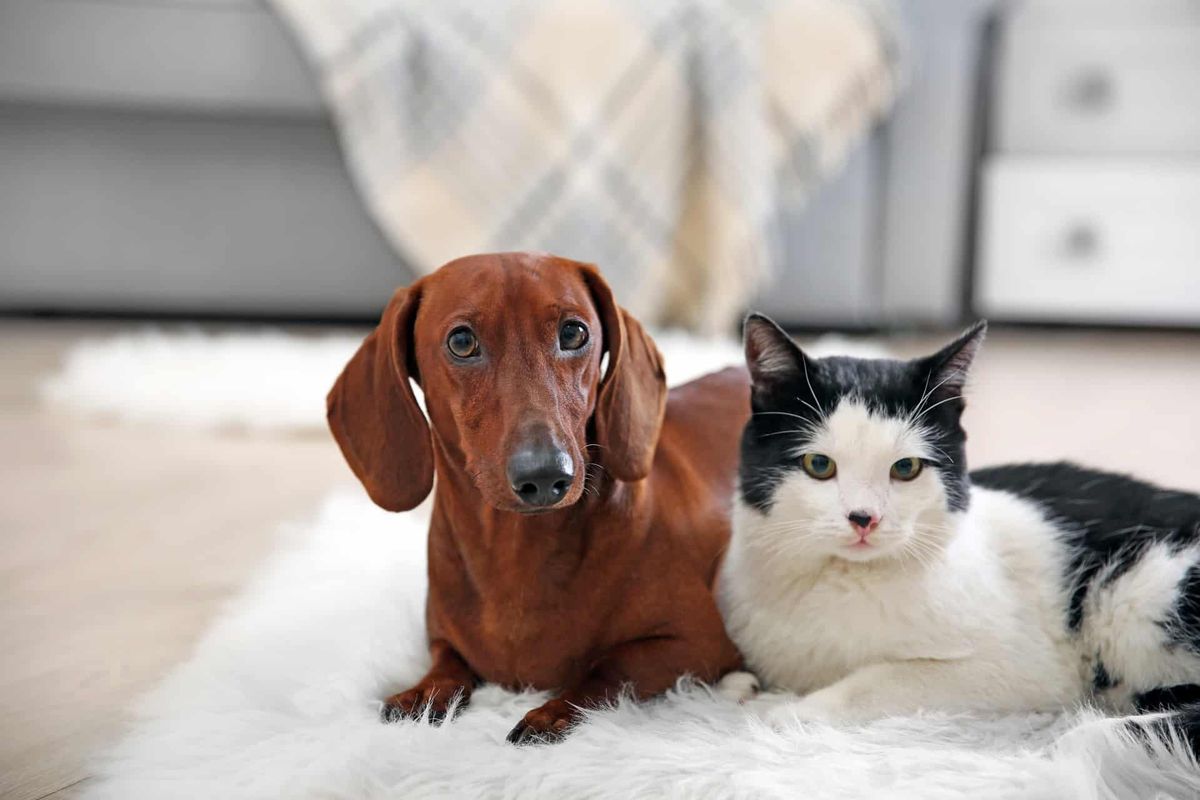 Paranavaí promove nova etapa da vacinação antirrábica gratuita para cães e gatos