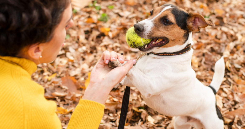 Prefeitura orienta tutores sobre cuidados e circulação com animais em Paranavaí
