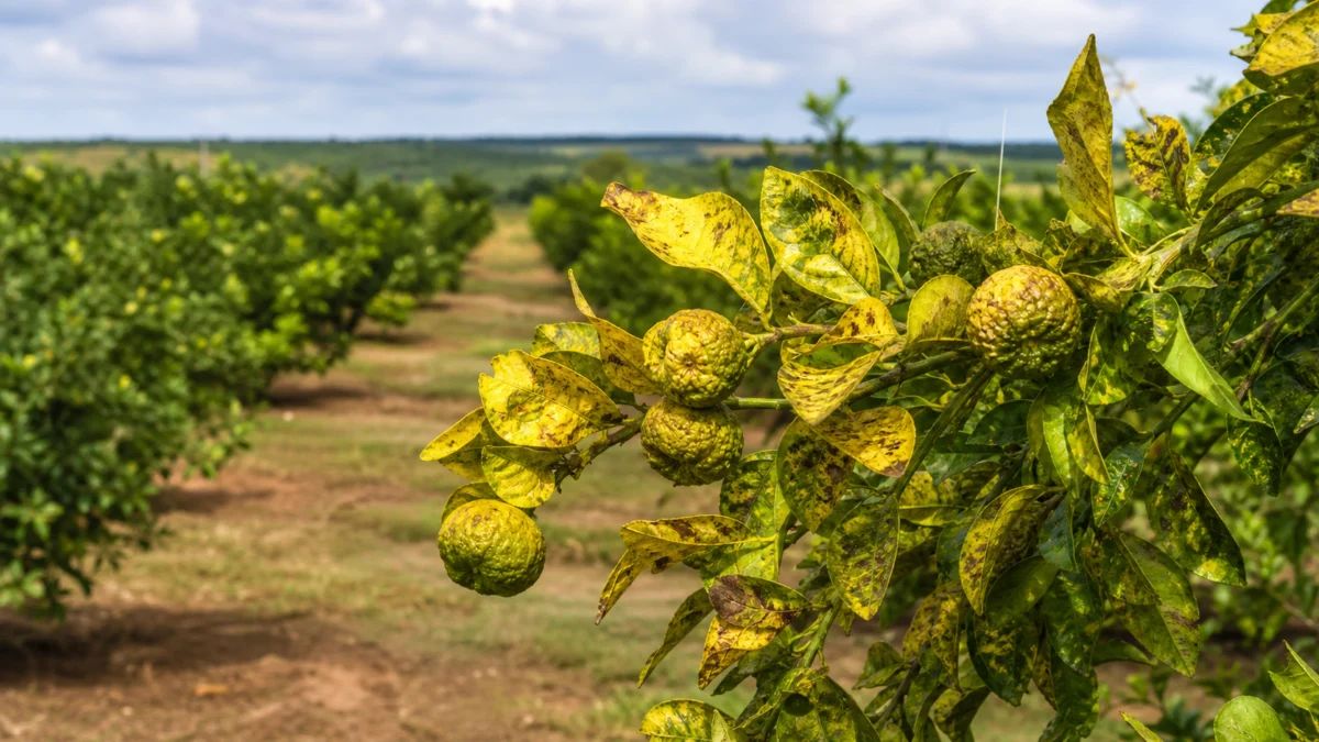 Greening avança no Noroeste do Paraná e coloca citricultura de Paranavaí em alerta