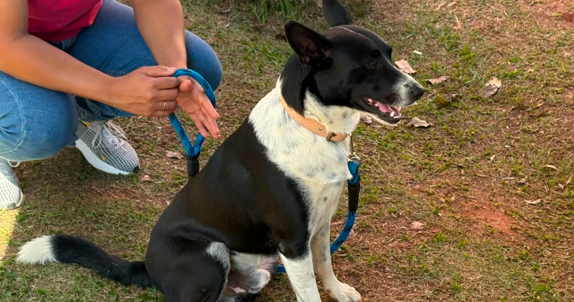 CastraPet realiza 145 castrações gratuitas de cães e gatos em Paranavaí